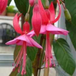 image_3 Fuchsia Display (1581)